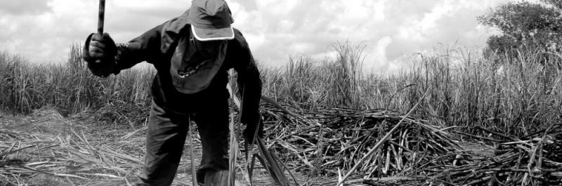 Foto: Cícero R. C. Omena