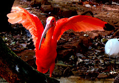 Direito à vida nas florestas