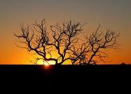 imagem de árvore seca