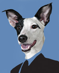 logo vira latas de aluguel